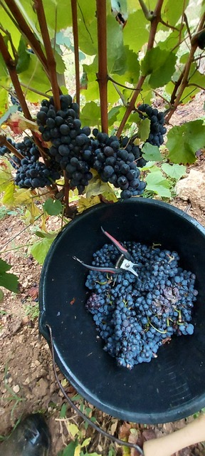 VENDANGES 2024