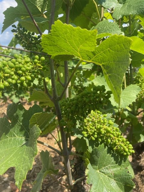 FUTUR MILLÉSIME 2023